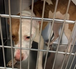 Olivia