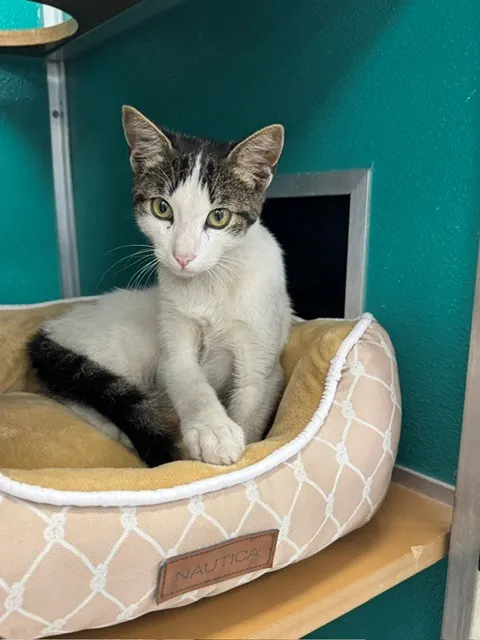 Oliver