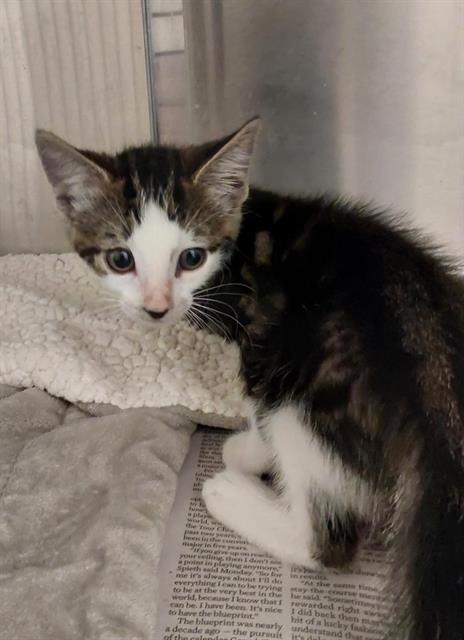 Adoptable Cat