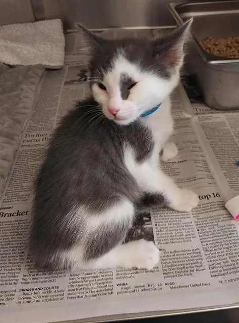 Adoptable Cat