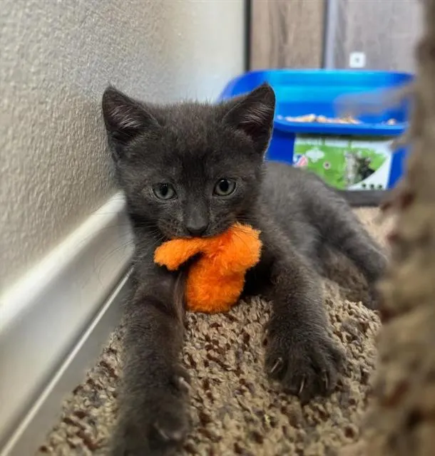 Adoptable Cat