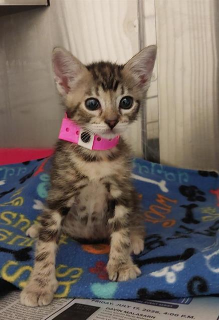 Adoptable Cat