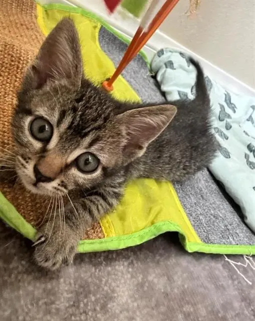 Adoptable Cat
