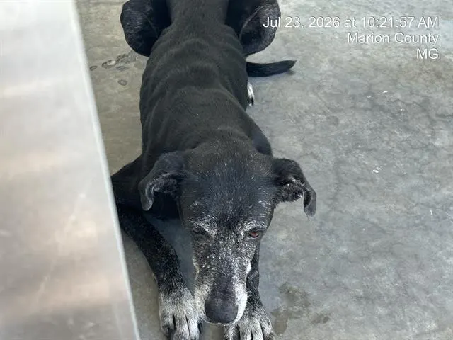 Adoptable Dog