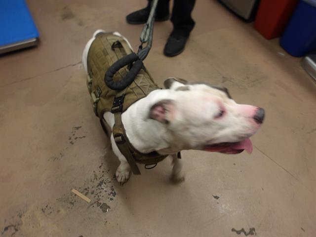 Adoptable Dog