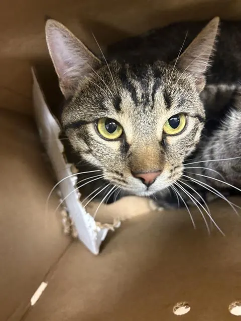 Adoptable Cat