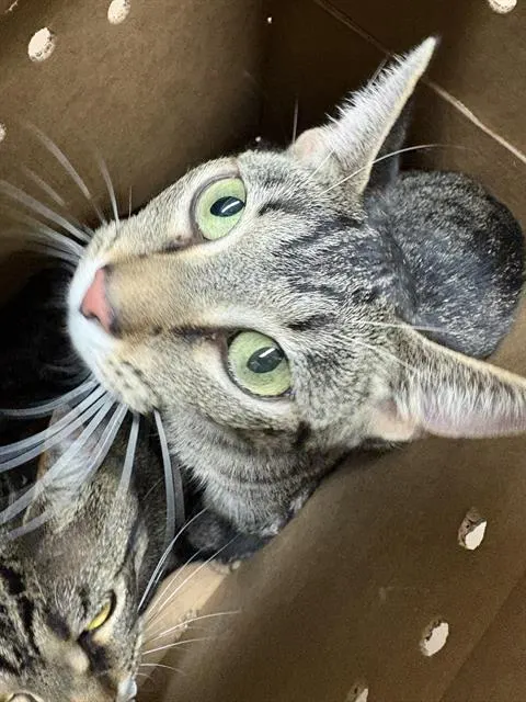 Adoptable Cat