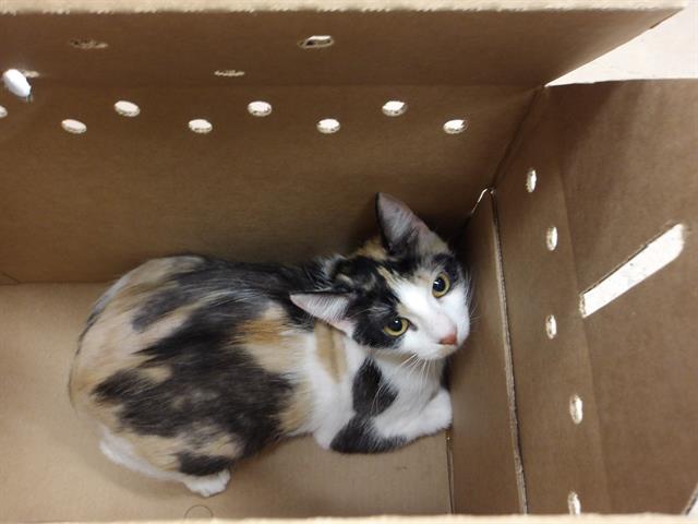 Adoptable Cat