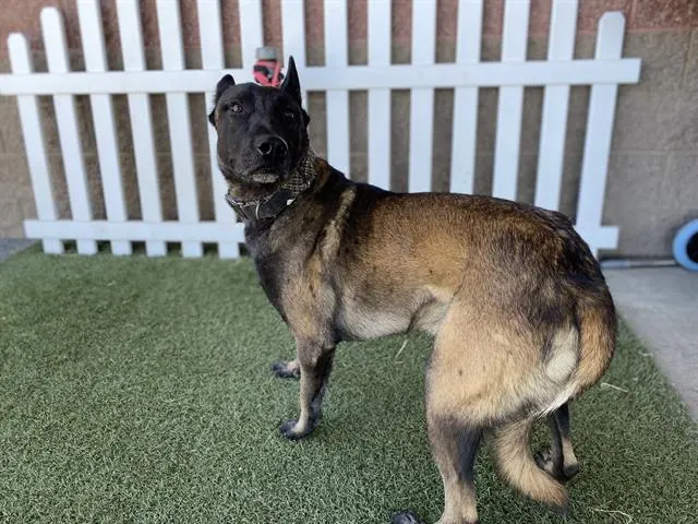 Adoptable Dog