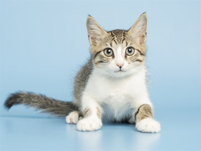 Mo