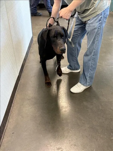 Max