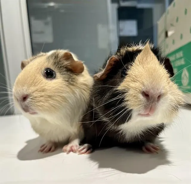 Toasted Marshmallow