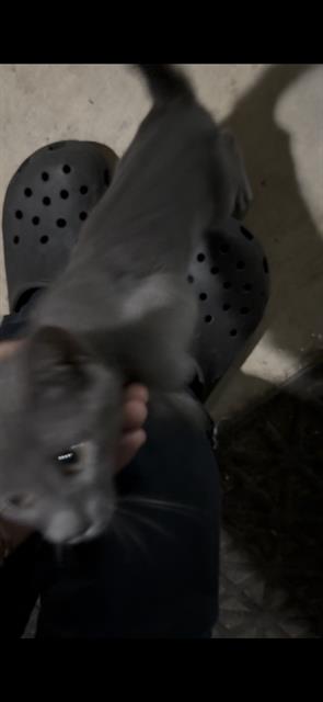 Adoptable Cat