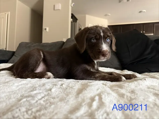 Adoptable Dog
