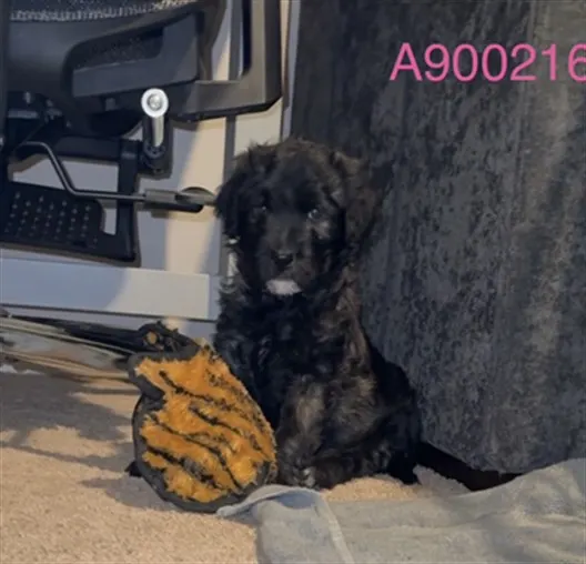 Adoptable Dog