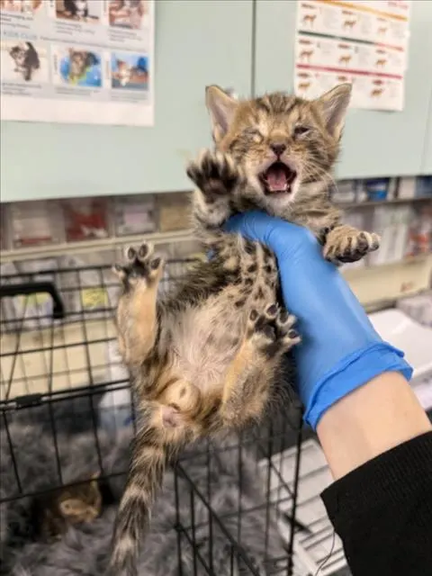 Adoptable Cat