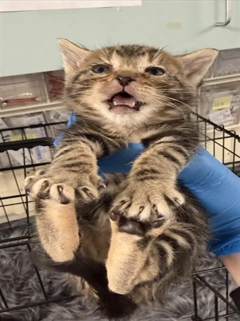 Adoptable Cat
