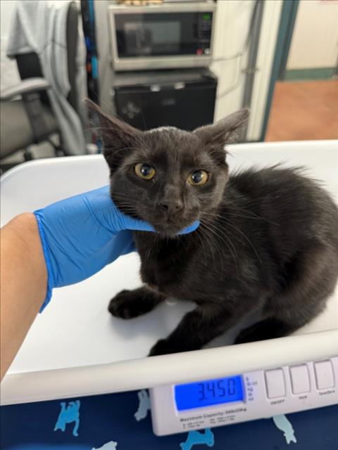 Adoptable Cat