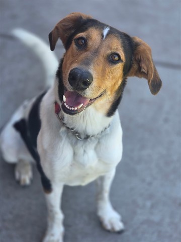 Dixie