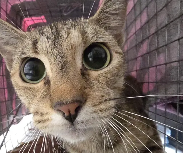 Adoptable Cat