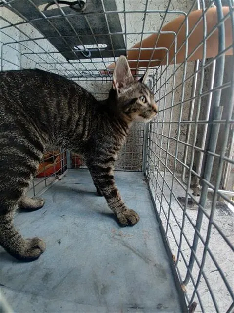 Adoptable Cat