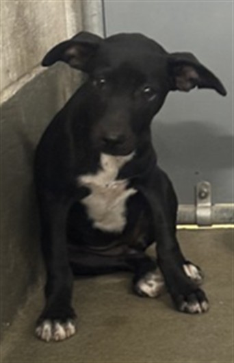 Adoptable Dog