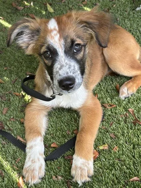 Shelter Staff Named Me *Poppy