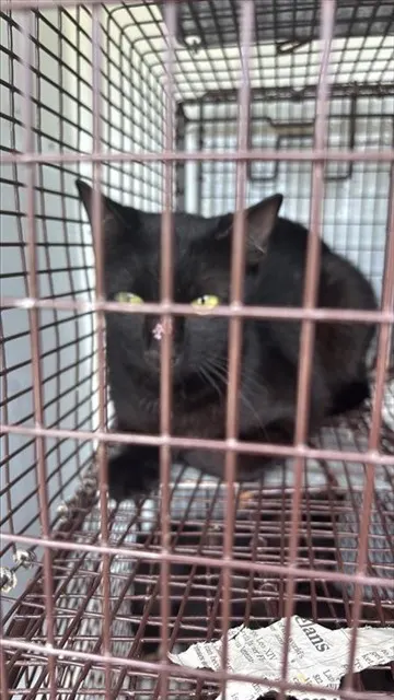 Adoptable Cat