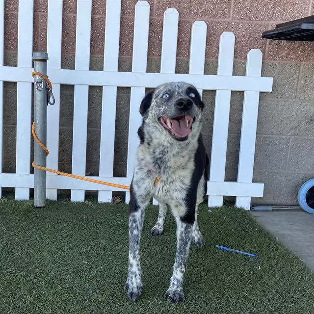 Adoptable Dog