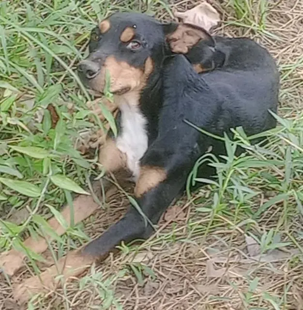 Pippin