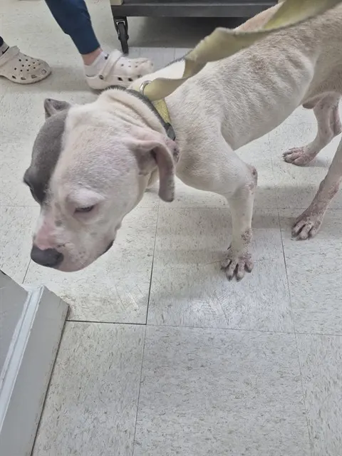 Adoptable Dog
