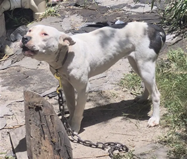 Adoptable Dog