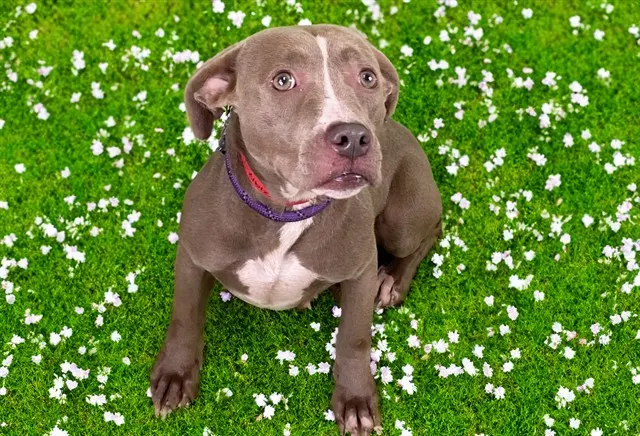 Delilah