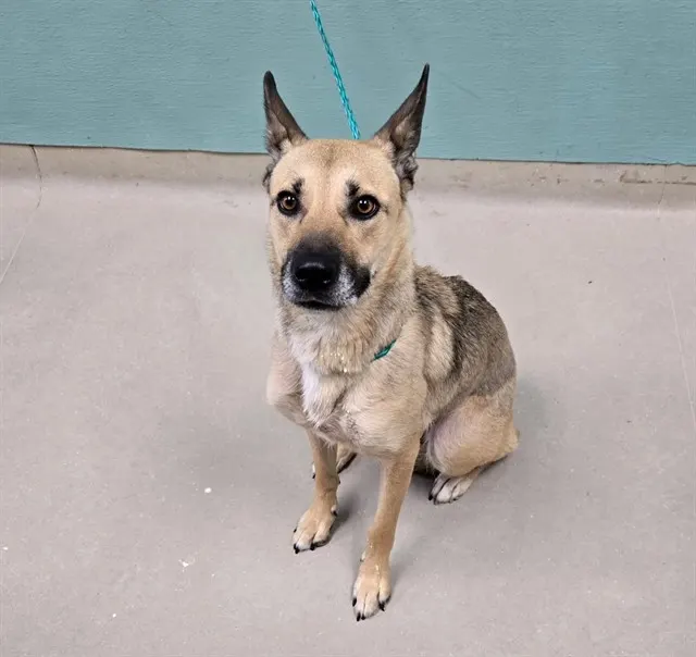 Adoptable Dog