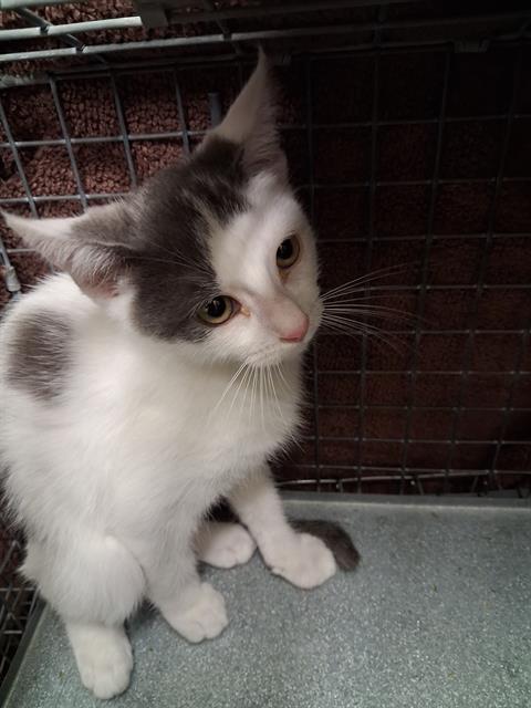 Adoptable Cat