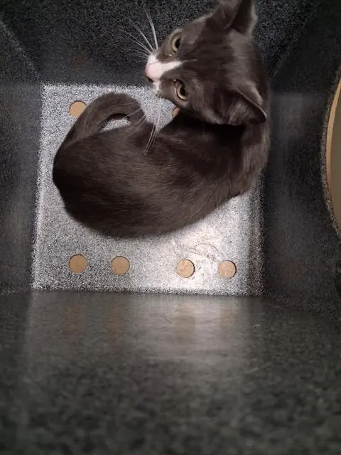 Adoptable Cat
