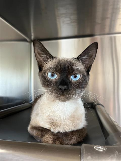 Katara