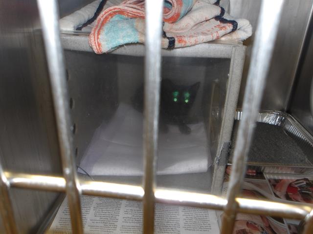 Adoptable Cat