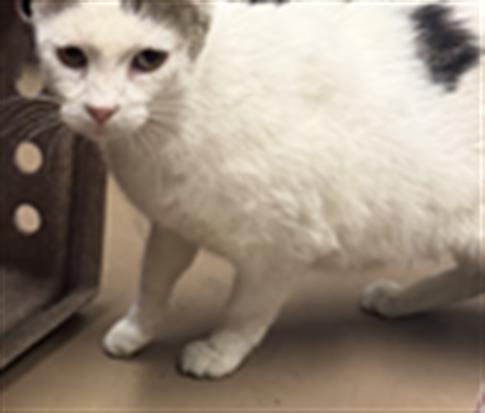 Adoptable Cat