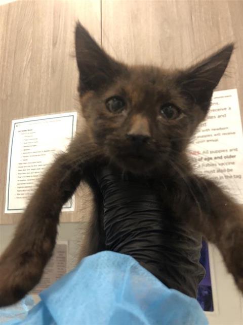 Adoptable Cat