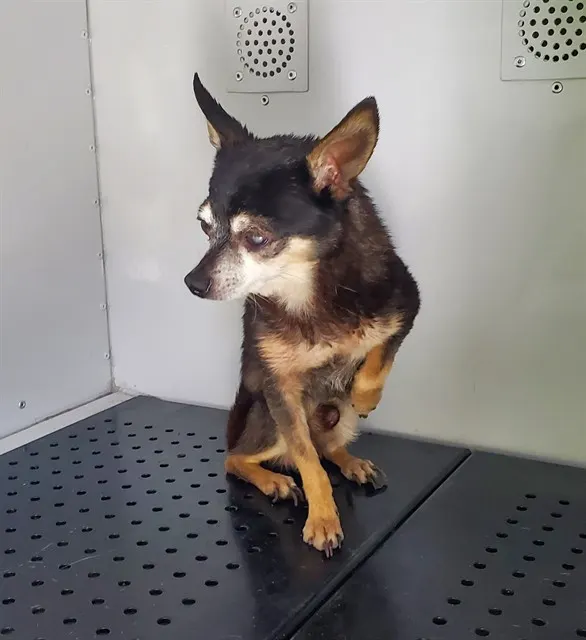 Adoptable Dog