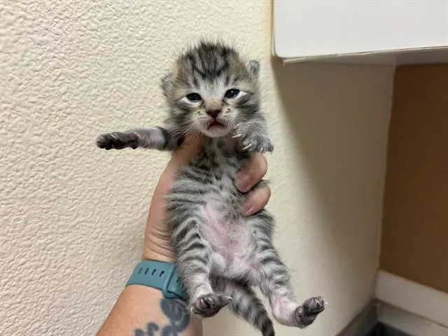 Little Mama
