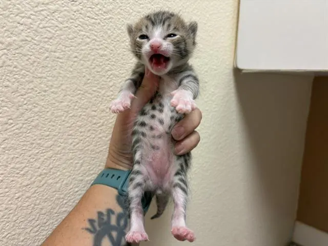 White Paws