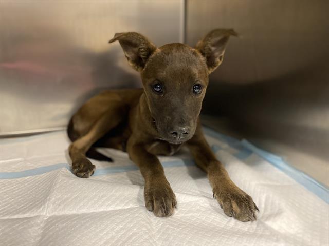 Adoptable Dog