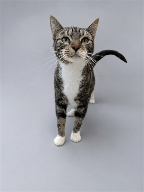 Tabitha