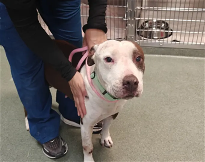Adoptable Dog