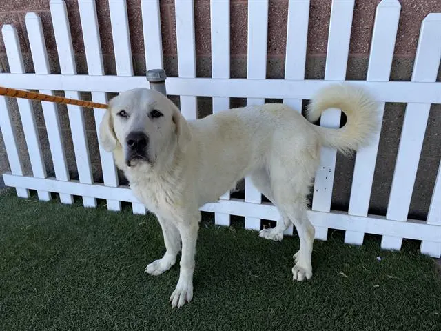 Adoptable Dog