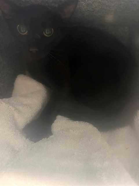 Adoptable Cat