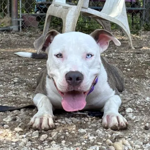 Pupperoni