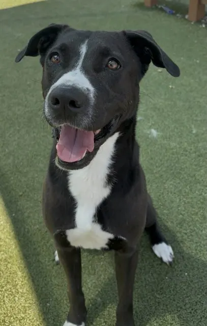Sebastian